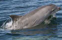 bottlenose dolphin, dolphin, swimming-590553 bottlenose dolphin, dolphin, swimming